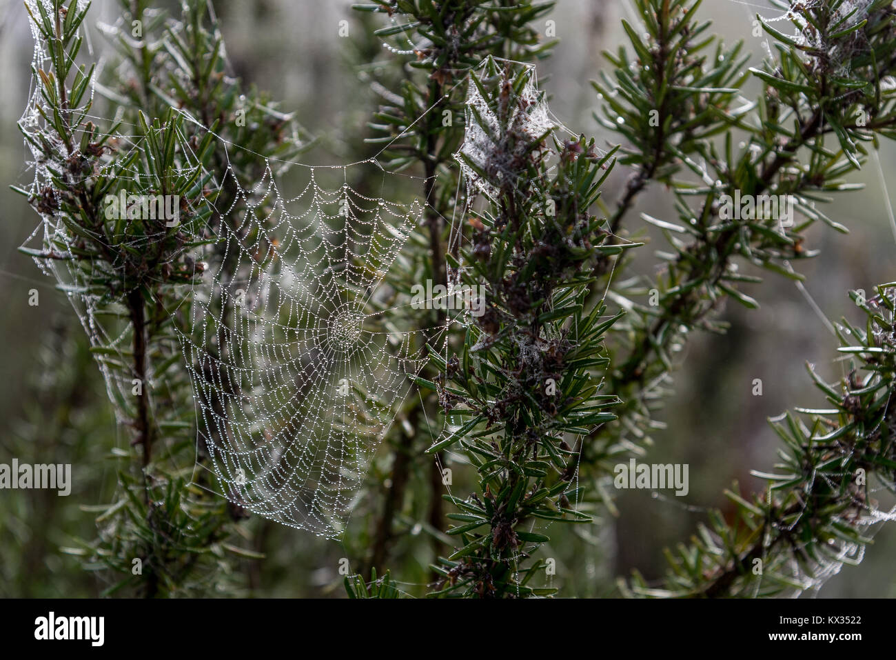 The morning dew covers thousands of fine drops of water a cobweb woven into a bush Stock Photo