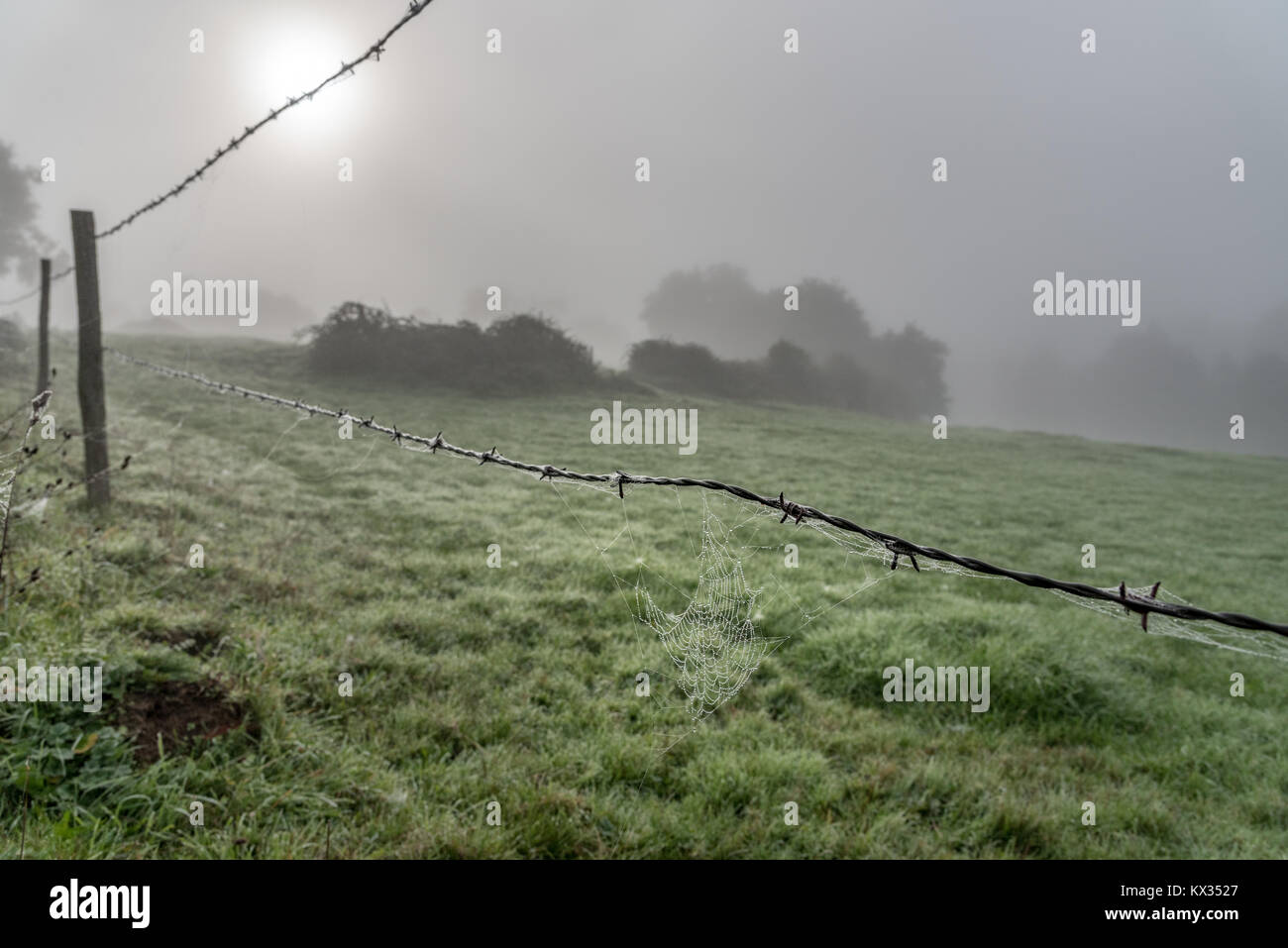 A fence made of barbed wire, a spider web covered in dew and the sun trying to pierce the fog that covers the countryside Stock Photo