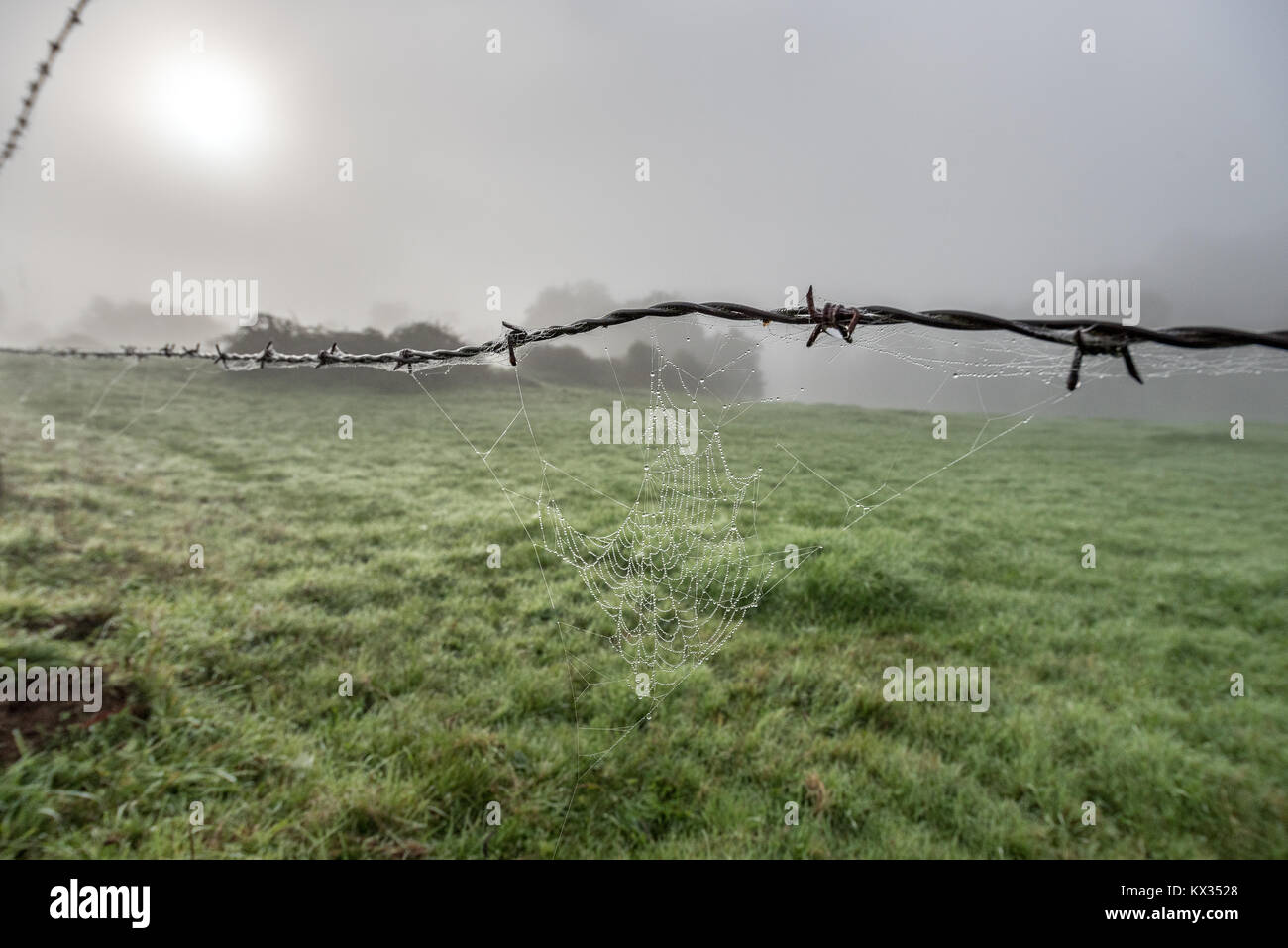 A fence made of barbed wire, a cobweb covered in dew and the sun trying to pierce the fog that covers the countryside Stock Photo
