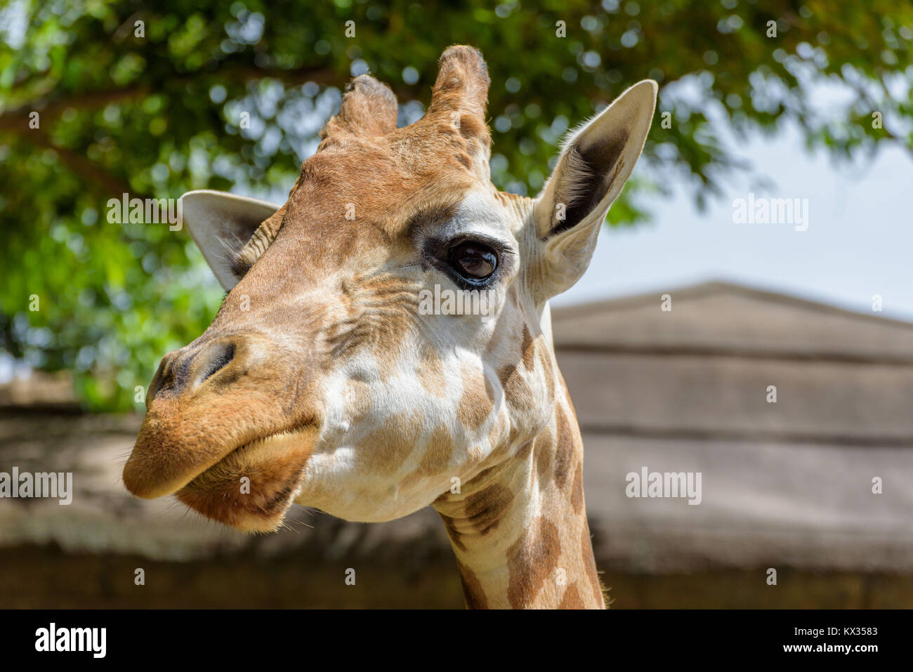 Close up portrait of a funny giraffe. Face and neck. On green trees background Stock Photo