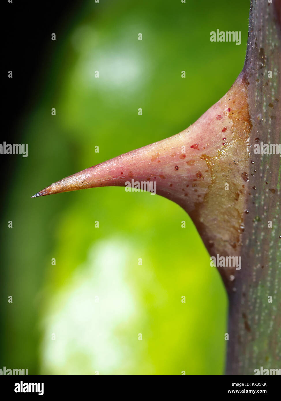 Rose thorn close-up Stock Photo