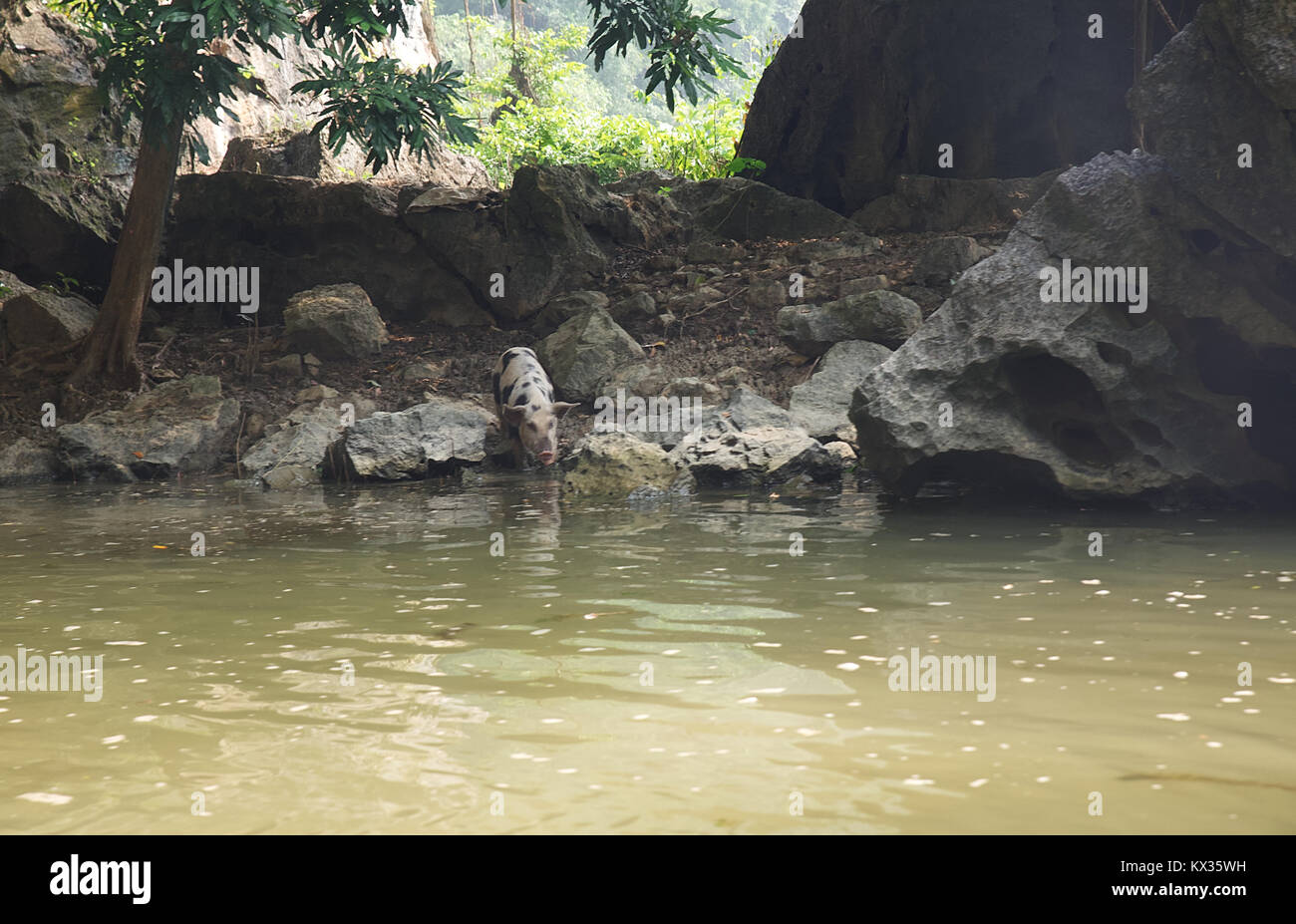 Vietnamese pigs drinking water in the Tam Coc river, Vietnam. Stock Photo