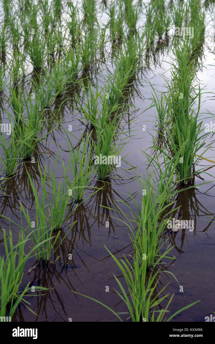 Wet rice field hires stock photography and images Alamy
