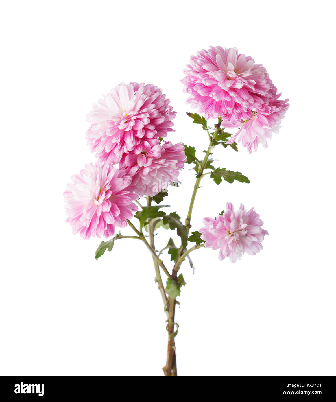 Branches with flowers of chrysanthemums isolated on white background. Stock Photo