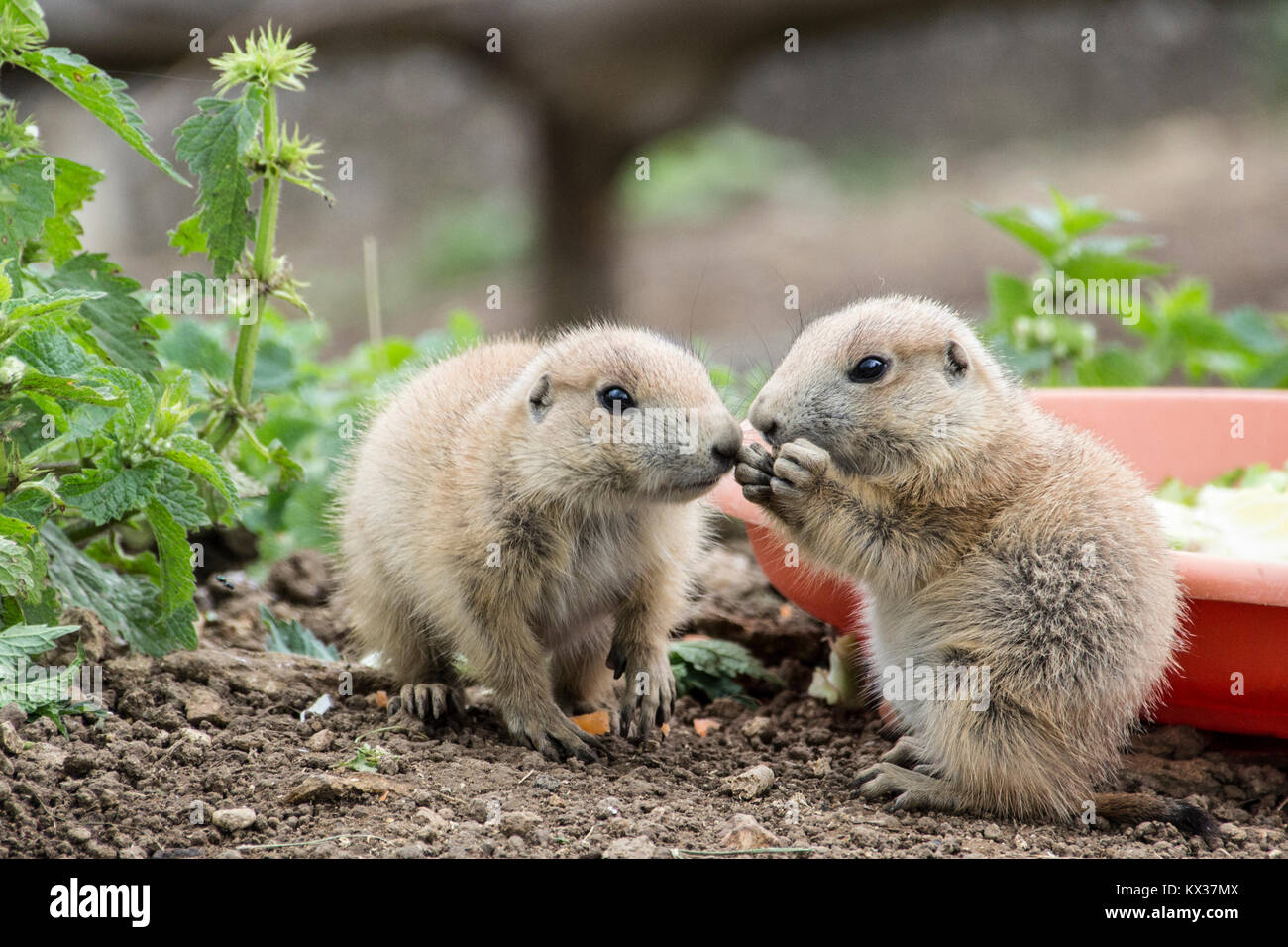 Lemming eating hi-res stock photography and images - Alamy