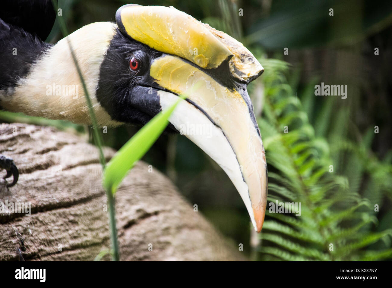 The great hornbill Stock Photo - Alamy