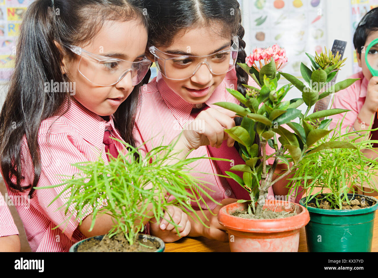 School plant sapling hires stock photography and images Alamy