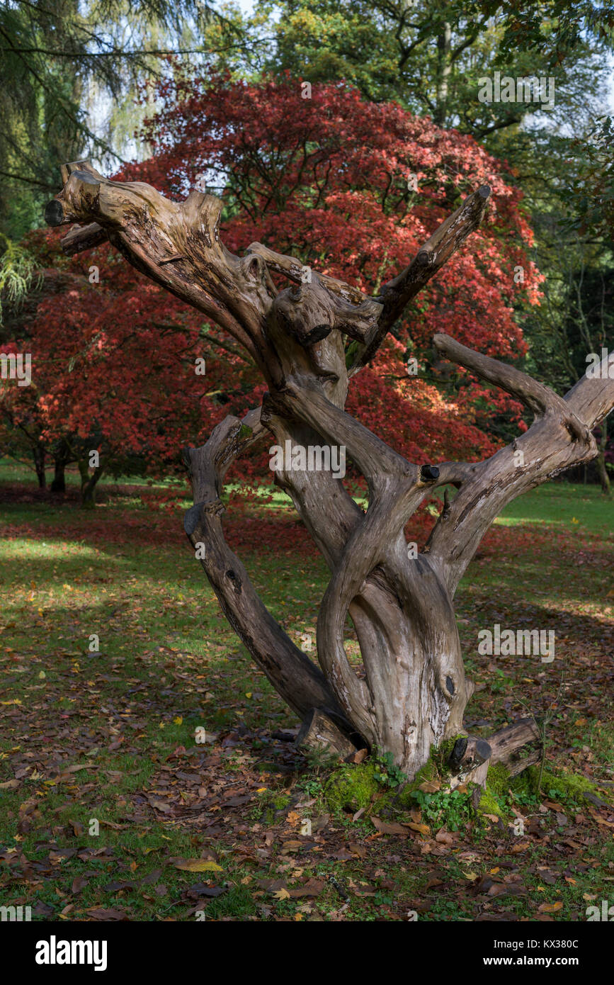 Gnarled Autumn Tree Stock Photo