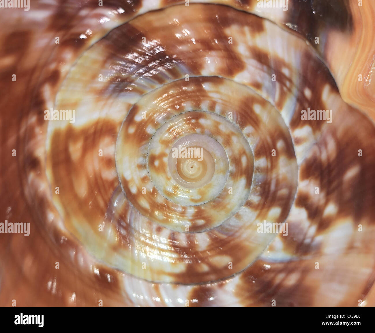 Close-up of spiral and texture of natural King Helmet Conch sea shell