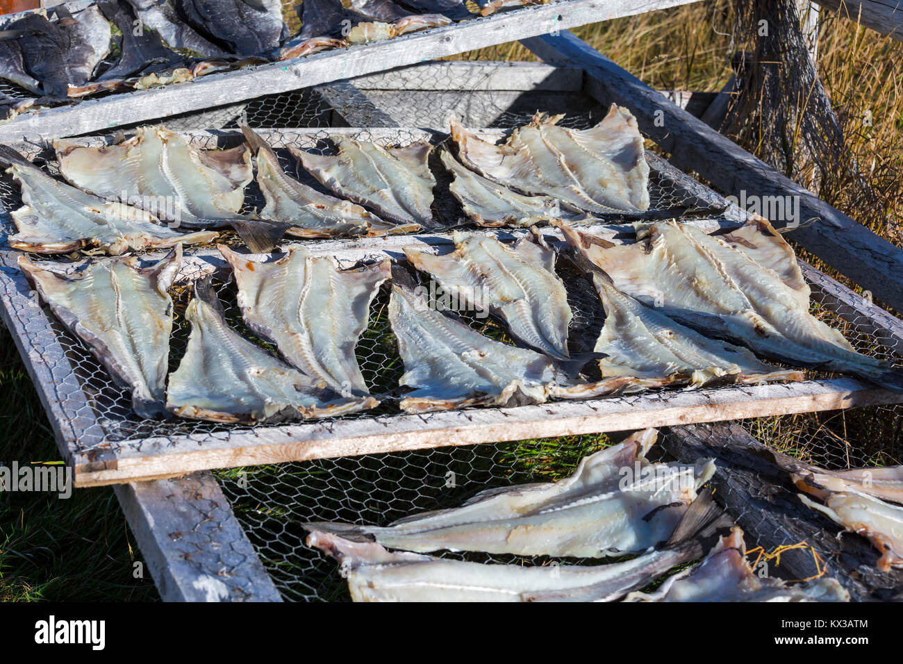 Salt cod drying on racks. Stock Photo