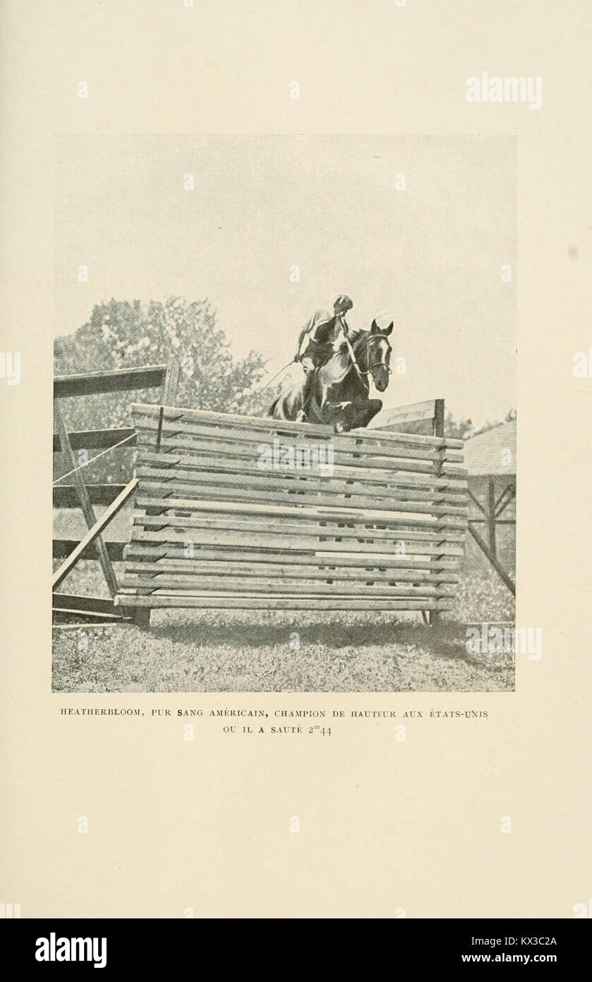 Un résumé tiré de la tête d'un cheval pris de derrière le dos du cheval  Photo Stock - Alamy