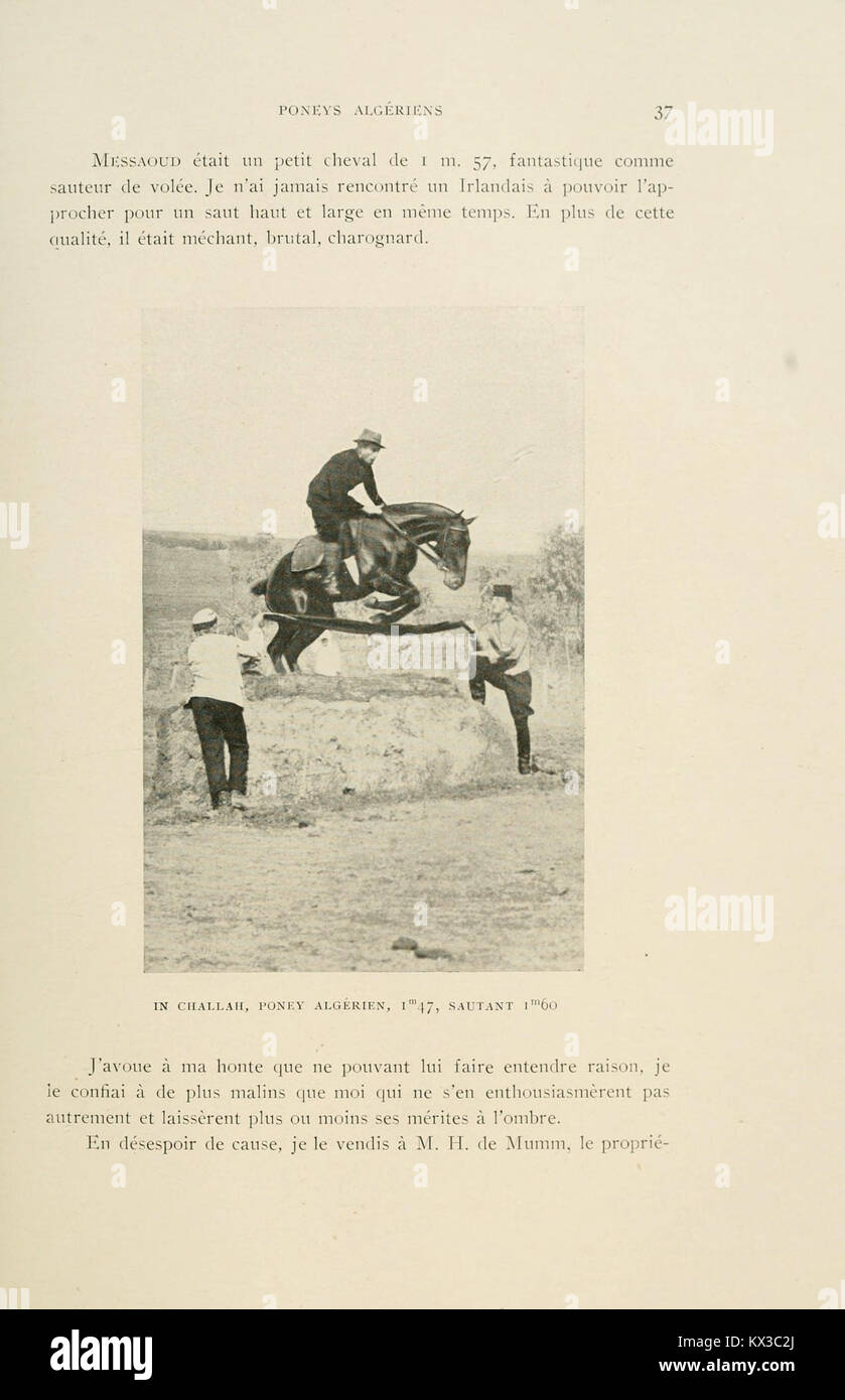 Un résumé tiré de la tête d'un cheval pris de derrière le dos du cheval  Photo Stock - Alamy