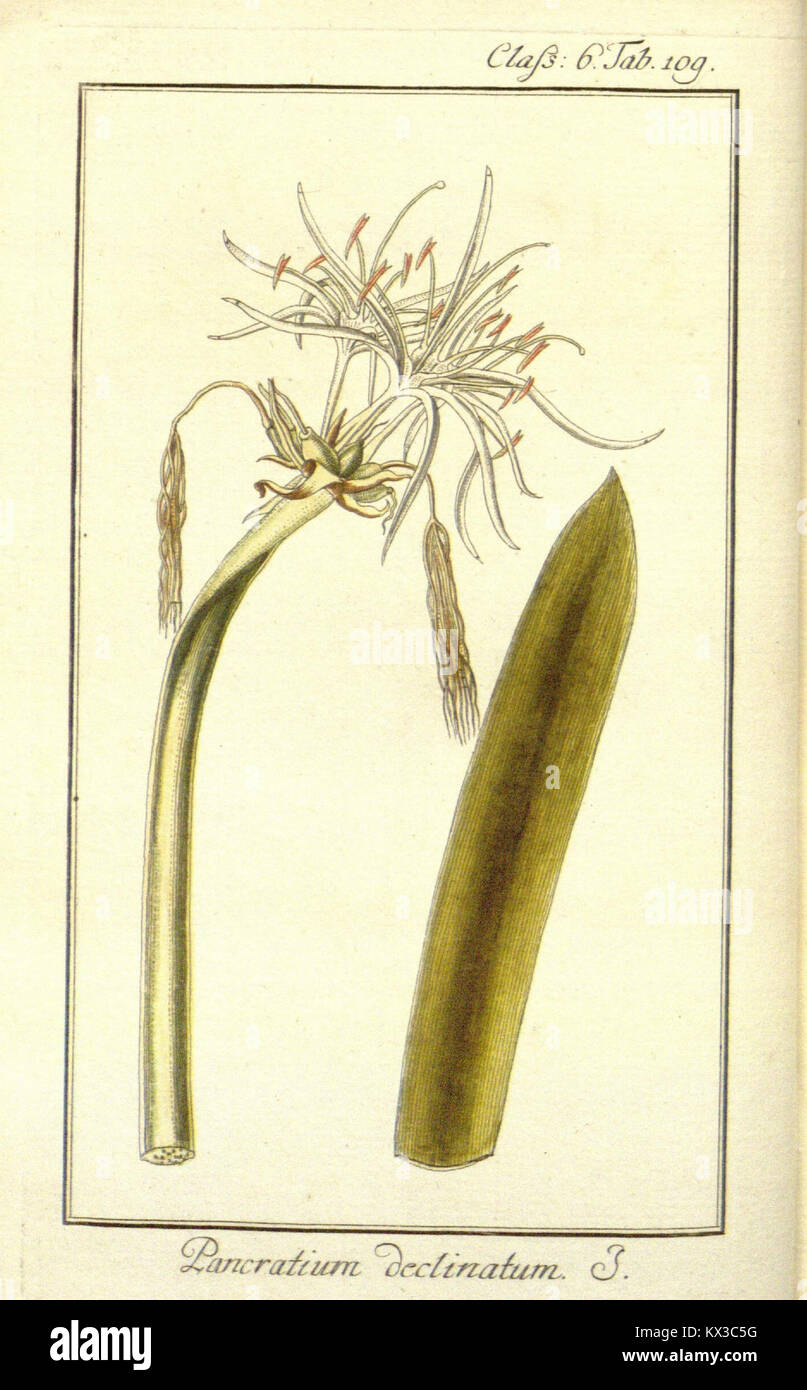 Botanical illustration from 'Dreyhundert auserlesene amerikanische Gewächse' showing American plants organized by Linnaean taxonomy, detailing species and structure. Stock Photo