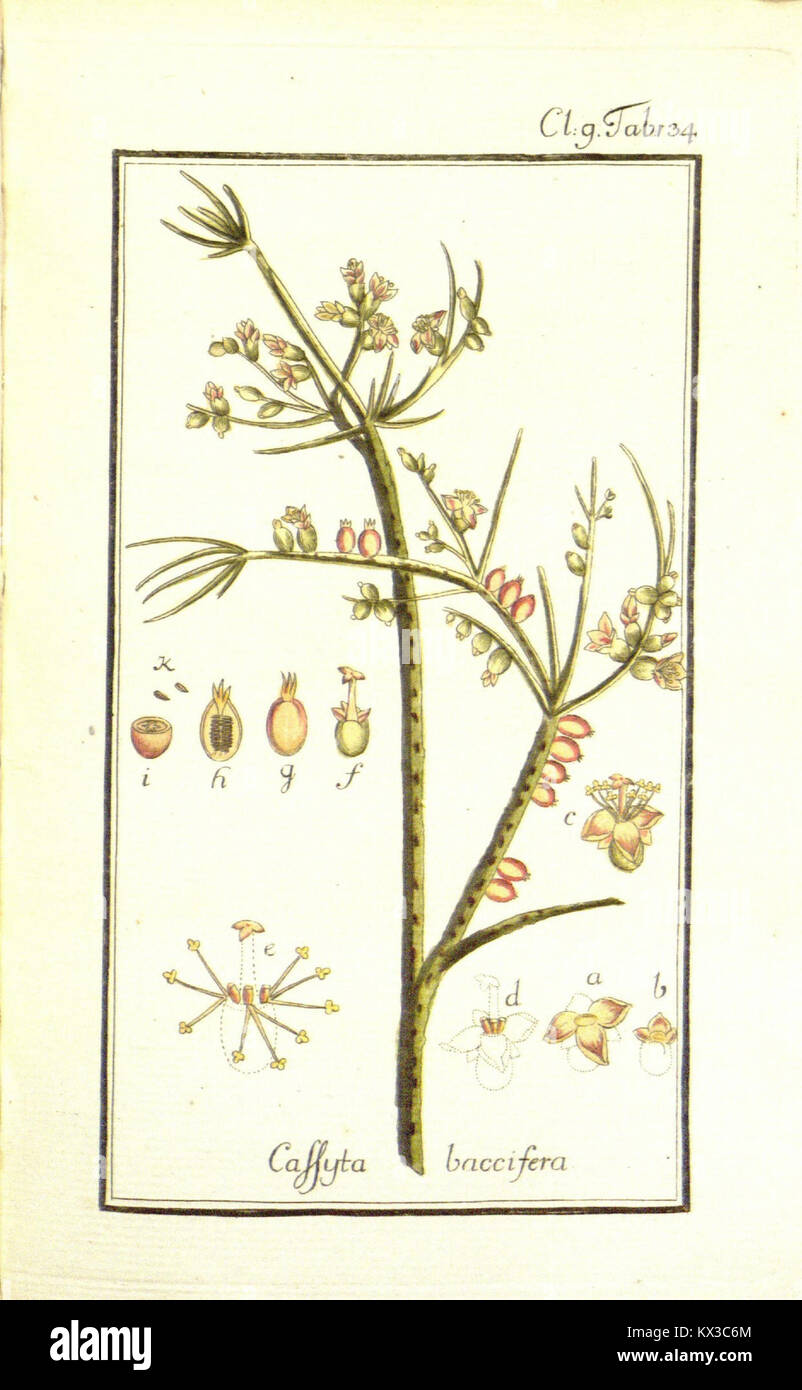Botanical illustration from 'Dreyhundert auserlesene amerikanische Gewächse', showing American plants classified by Linnaean taxonomy, highlighting species diversity. Stock Photo
