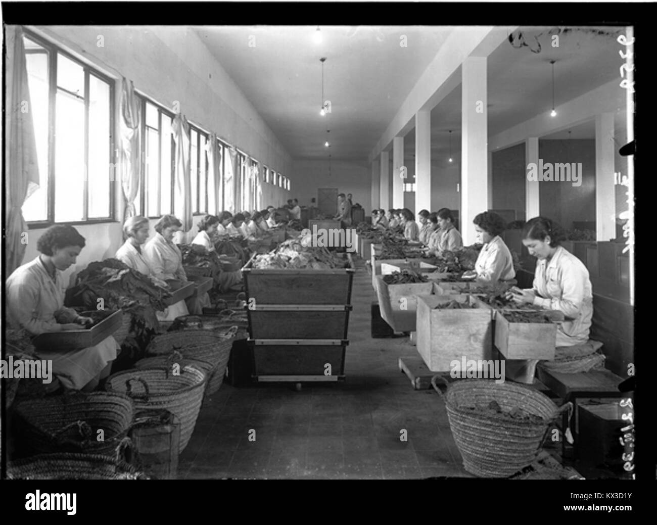 The Dubek cigarette factory in Bnei Brak, Israel, is an industrial facility  producing tobacco products, illustrating 20th-century manufacturing and  industrial design Stock Photo