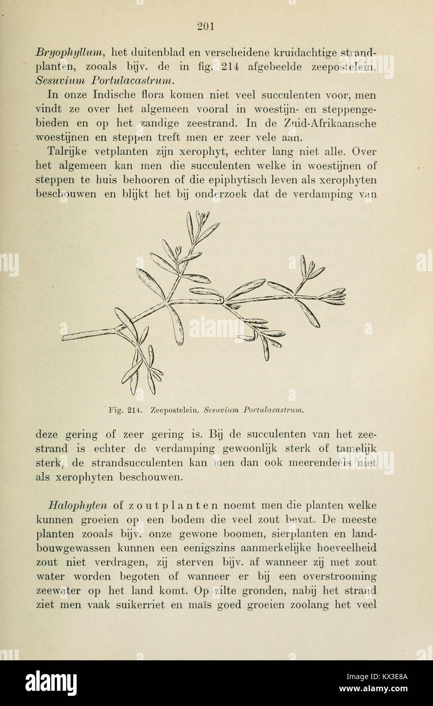 Page 201 of the botany textbook for the Dutch East Indies, describing ...