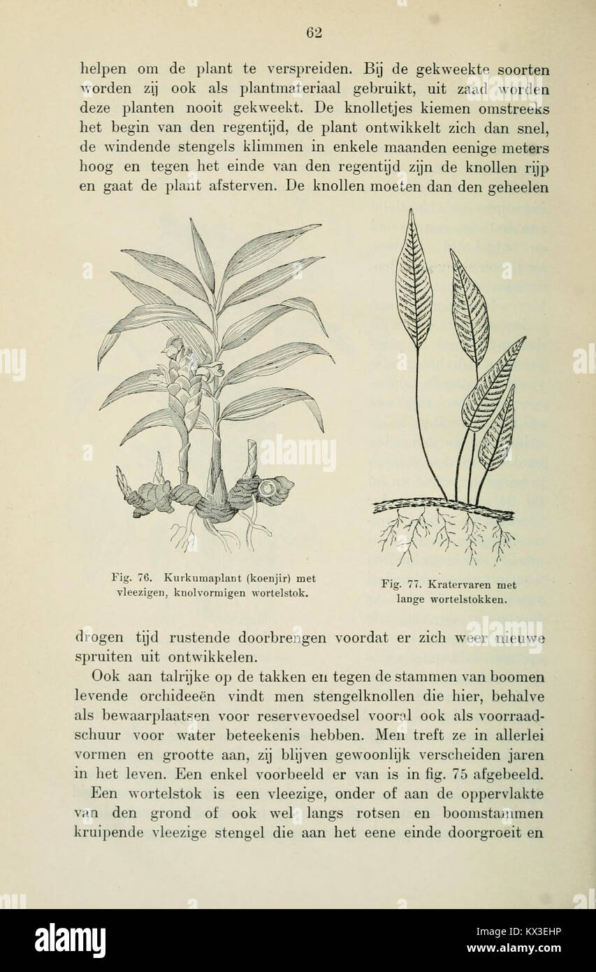Academic botany textbook documentation hi-res stock photography and ...