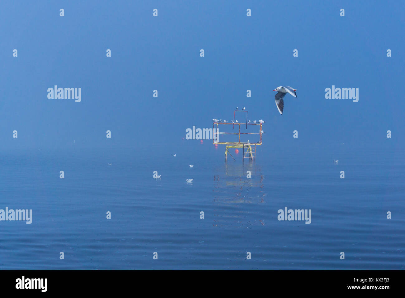 View of a bird in a misty morning at the lake of Ioannina in Greece Stock Photo