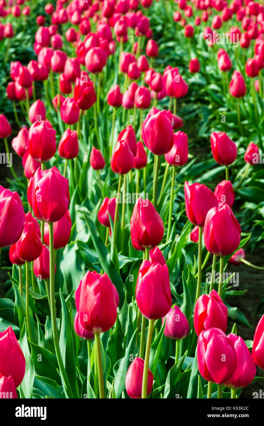 Rows of red tulips in full bloom.  Annual tulip festival, Woodburn, Oregon Stock Photo