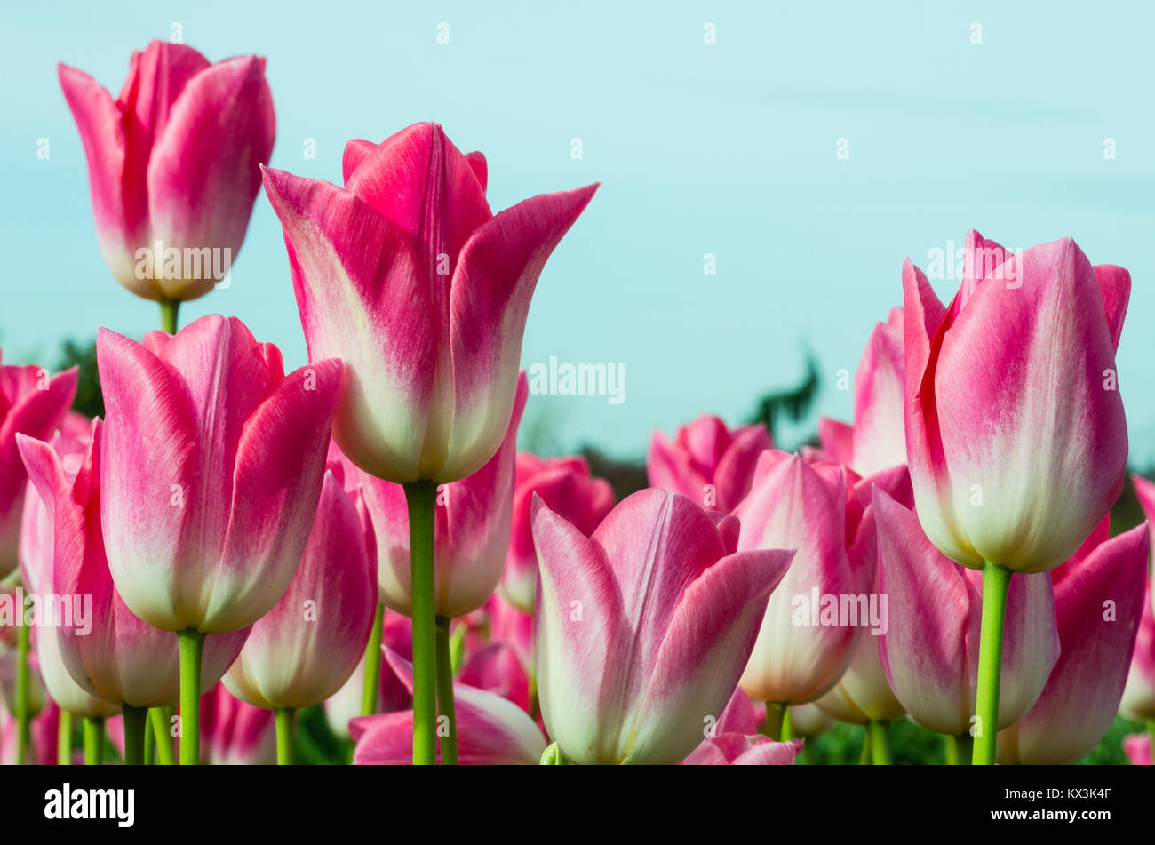 Pink tulip flowers against a light blue sky Stock Photo - Alamy