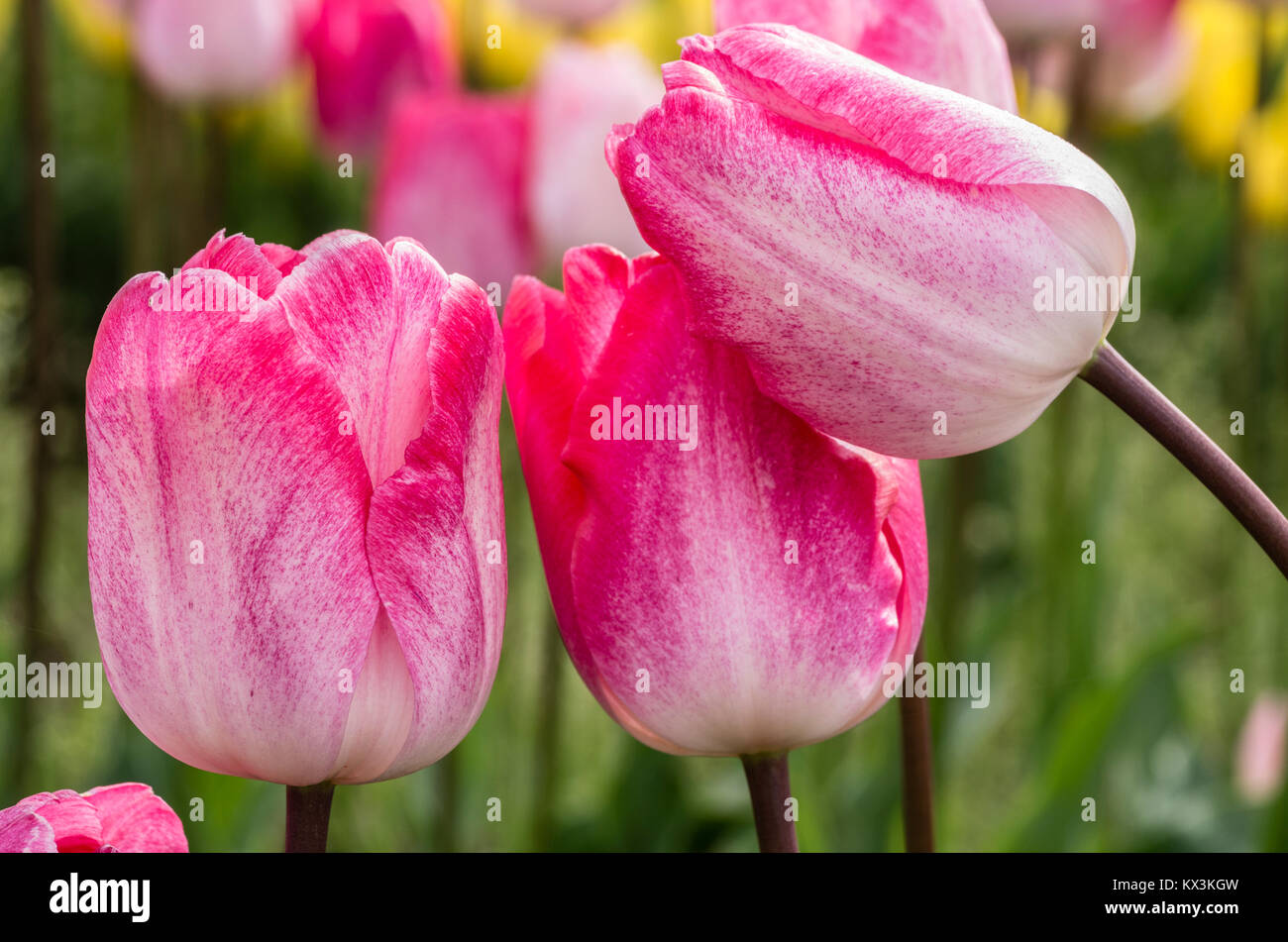 Pink tulip flowers in full bloom at a tulip farm Stock Photo - Alamy