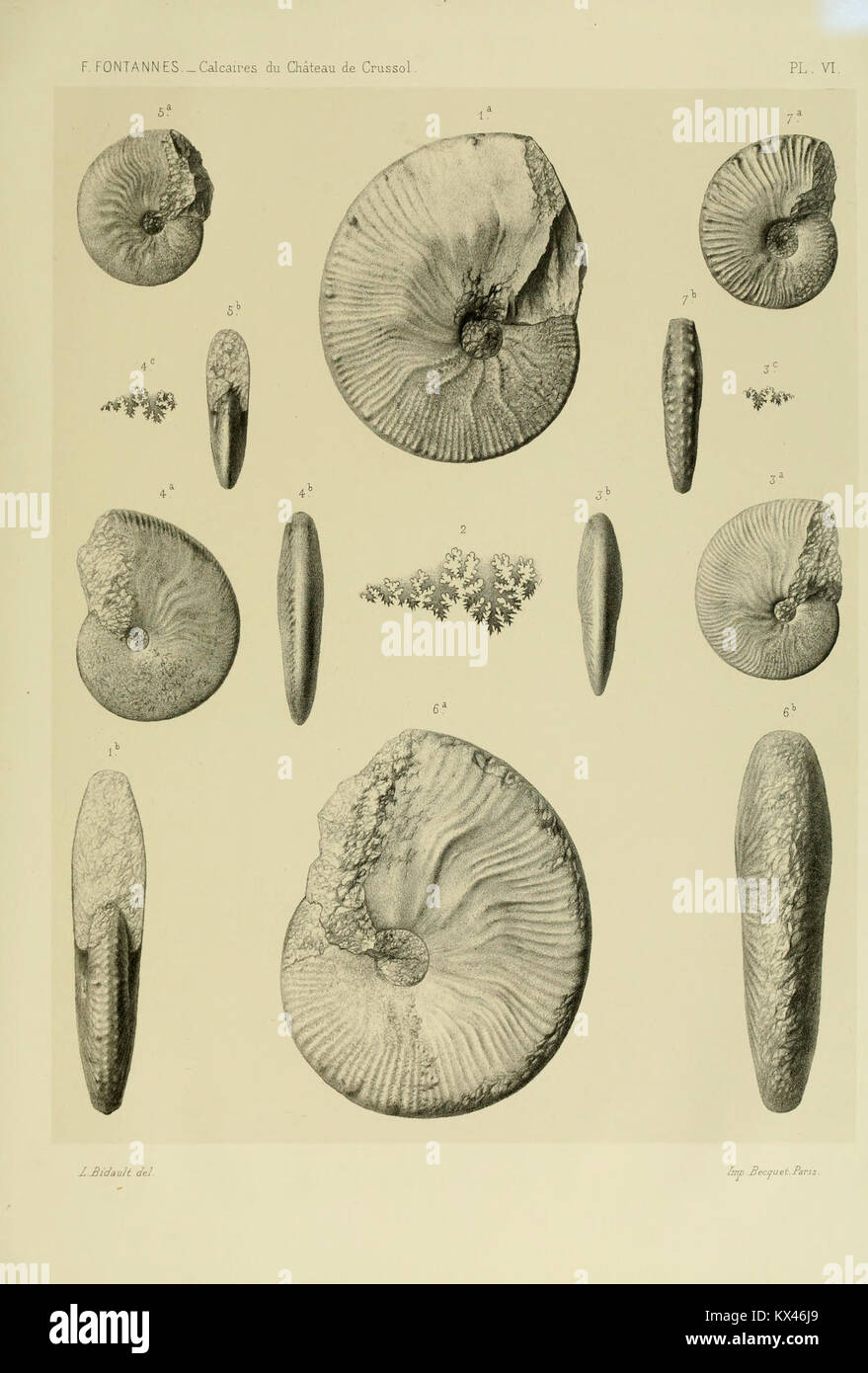 Description de ammonites des calcaires du château de Crussol, Ardèche (Plate VI) BHL13125622 Stock Photo