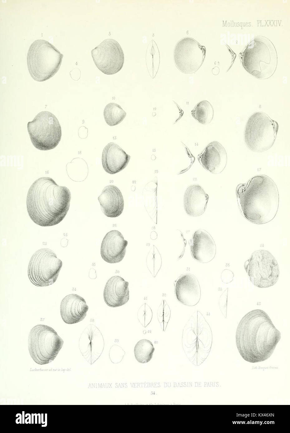 Description des animaux sans vertèbres découverts dans le bassin de Paris pour servir de supplément à la Description des coquilles fossiles des environs de Paris comprenant une revue géné 0175 Stock Photo