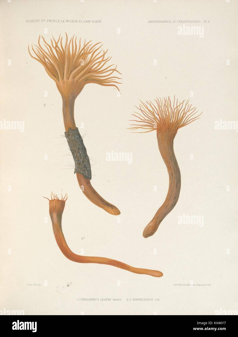 This scientific work provides a detailed description of antipatharian ...