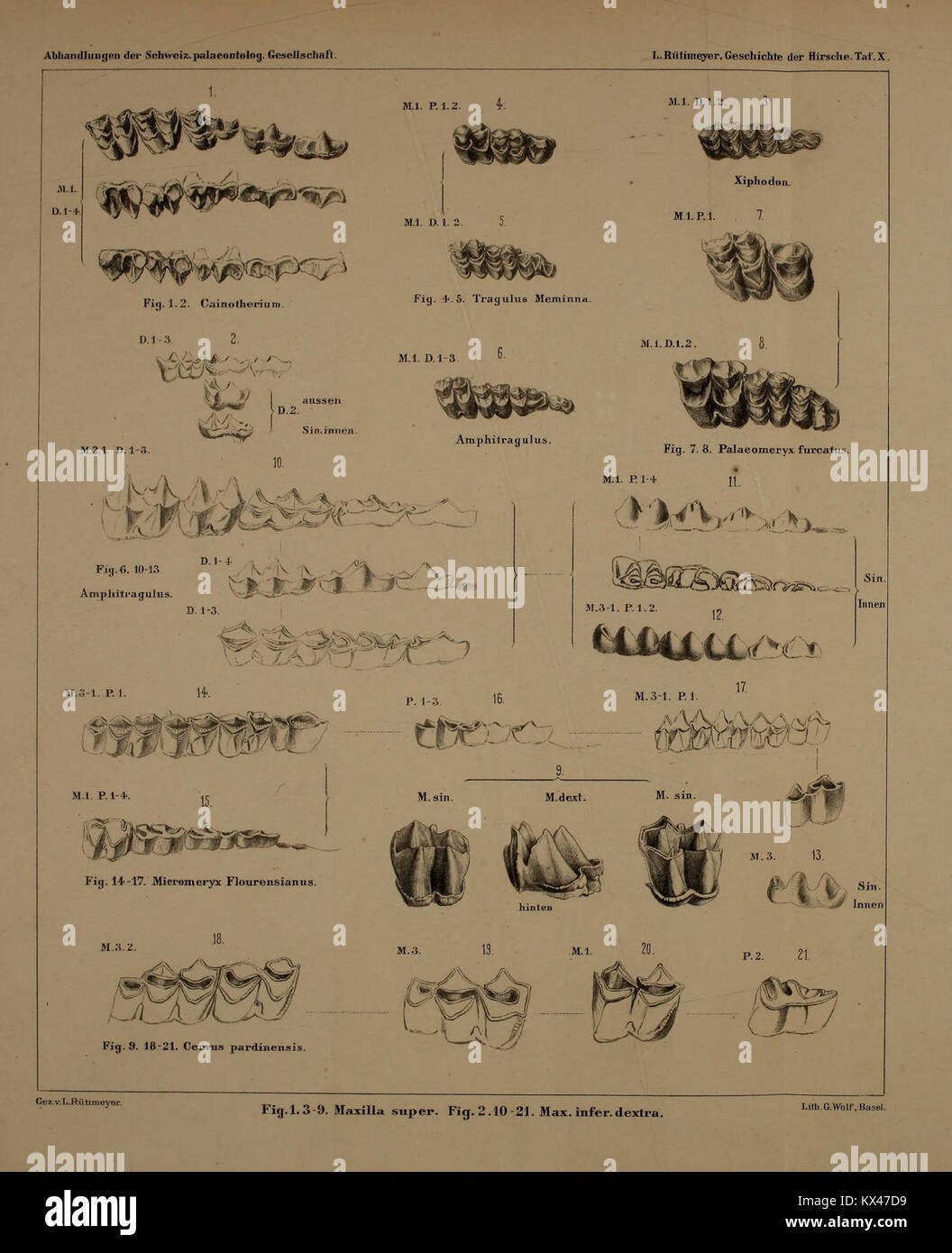 'Beiträge zu einer natürlichen Geschichte der Hirsche' is a scientific work documenting the natural history of deer, including their biology, behavior, and habitat. Stock Photo