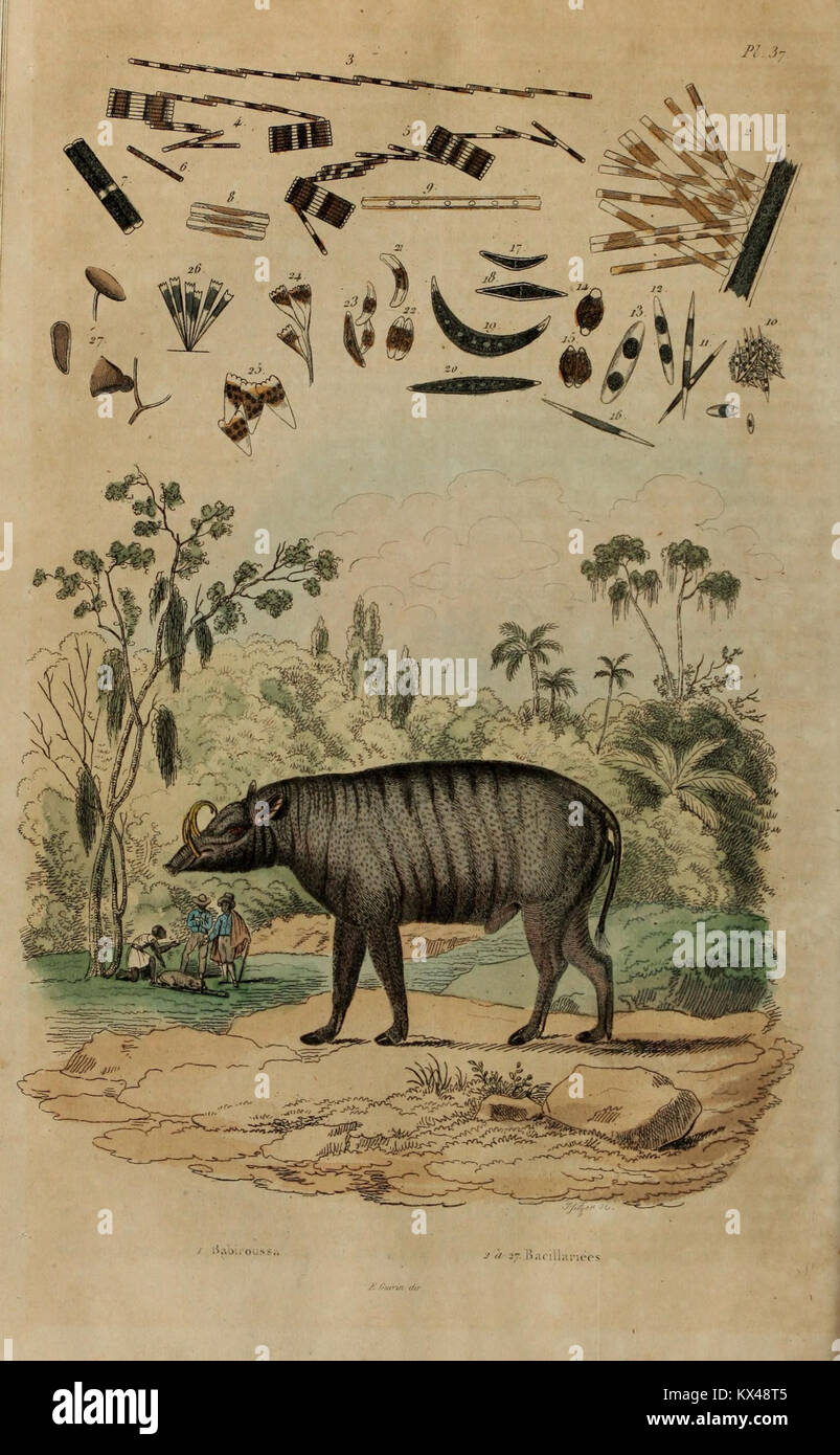 Pictorial dictionary hi-res stock photography and images - Alamy