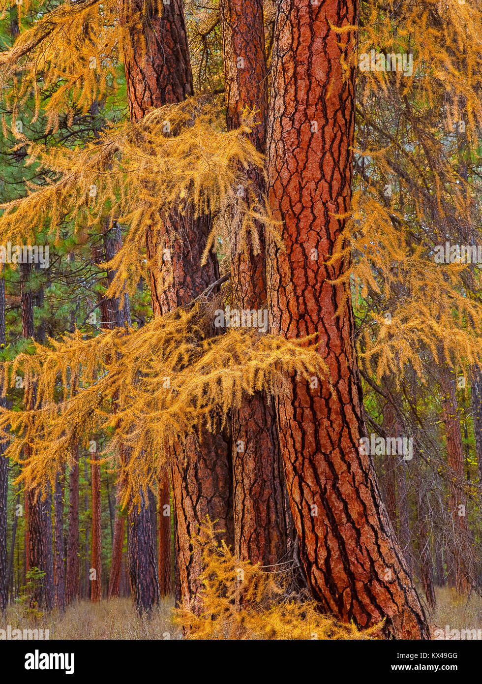 Autumn Color on Larch Trees and Ponderosa Pines Outside Sisters Oregon