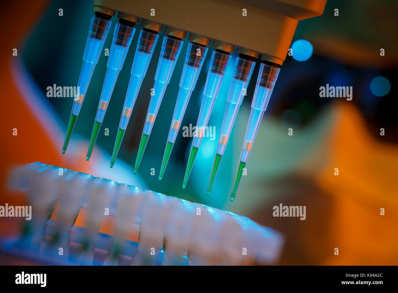 scientist loads pcr plate for DNA analysis with multichannel pipette