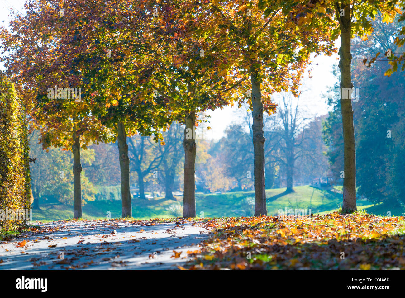 Road in autumn park yellow trees in autumn Park Stock Photo - Alamy