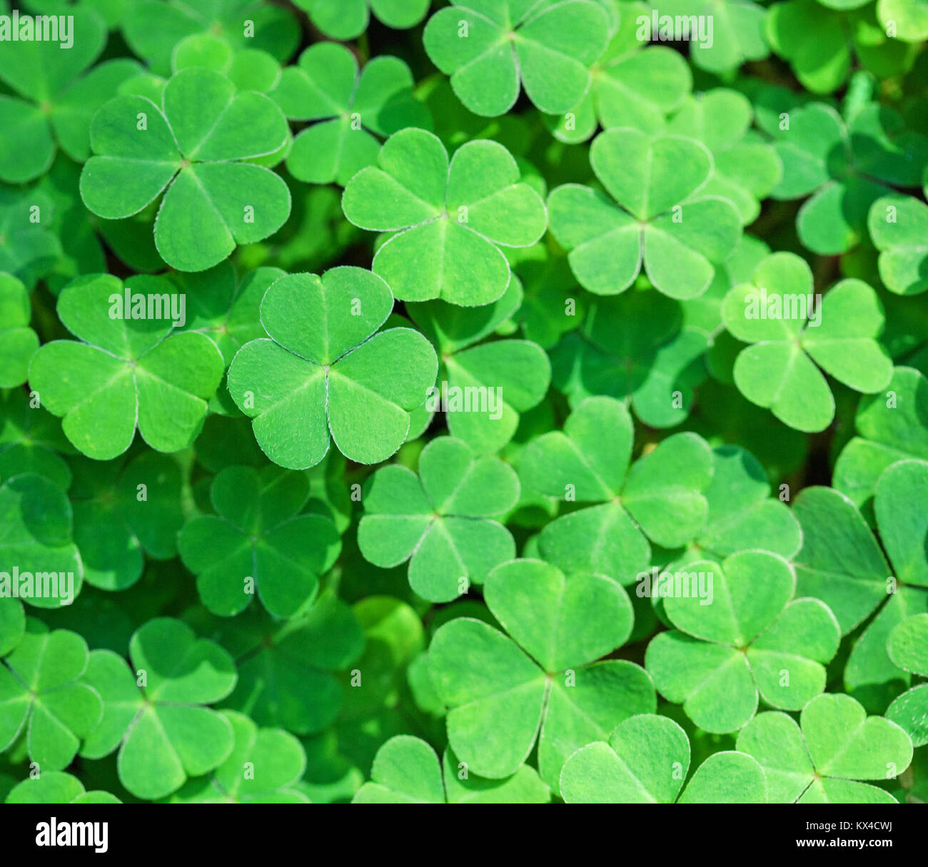 Green background with three-leaved shamrocks. St. Patrick's day holiday symbol.  Shallow DOF,  focus on near leaf. Stock Photo