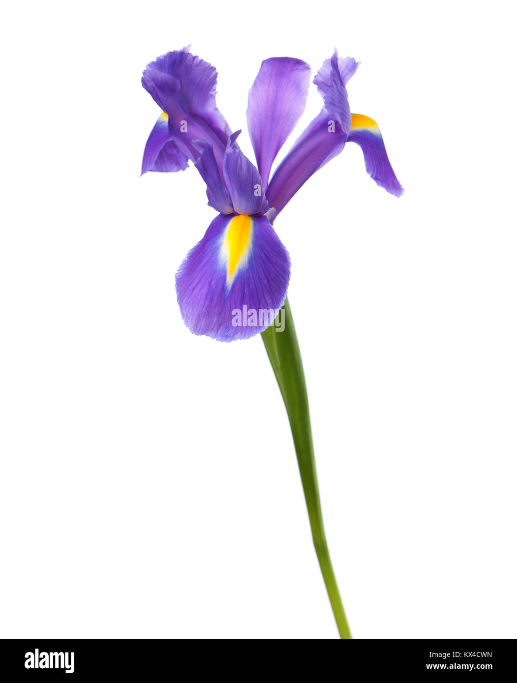 Iris isolated on a white background. Iris tingitana Stock Photo