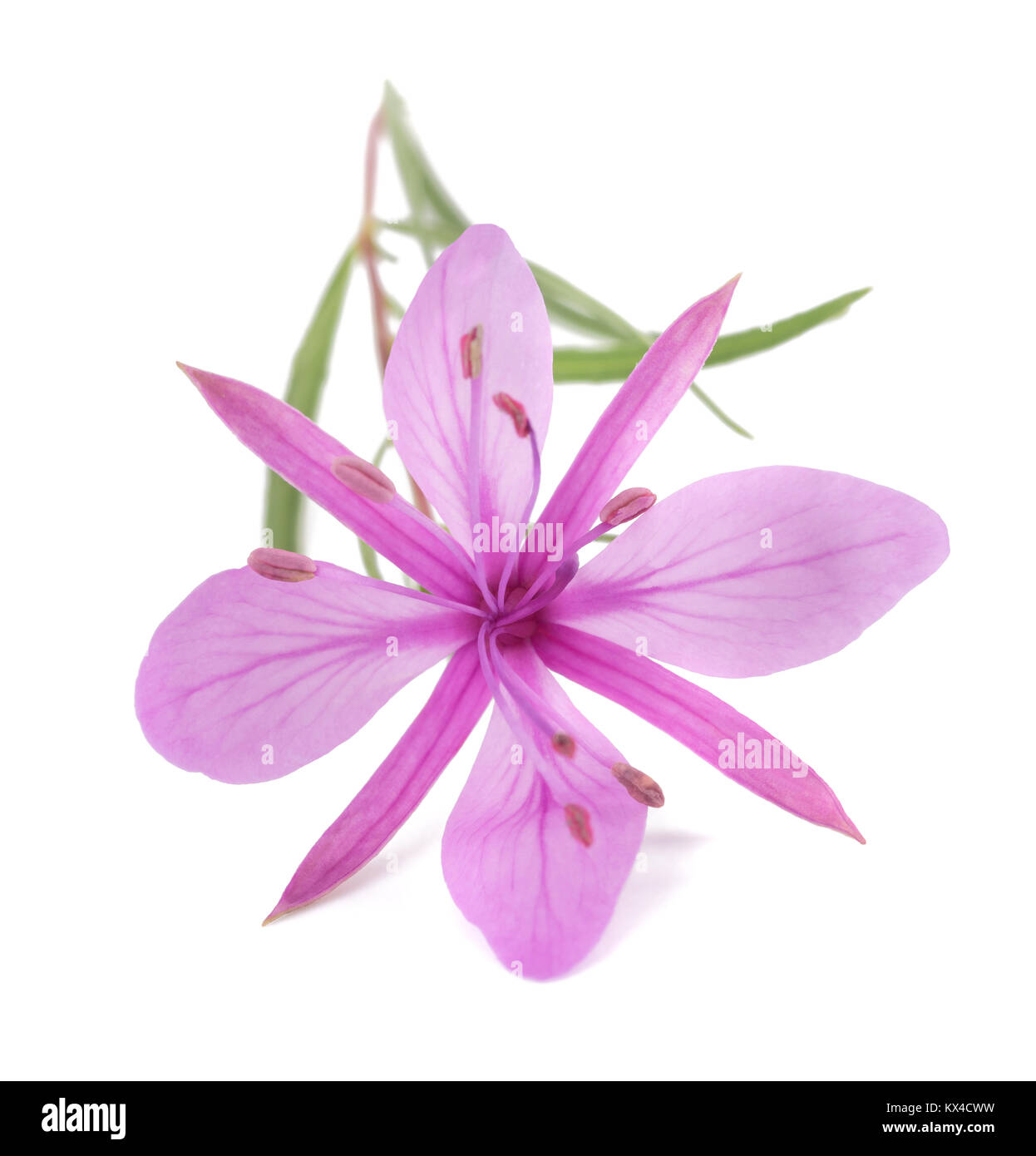 Pink Alpine willowherb flower isolated on white Stock Photo