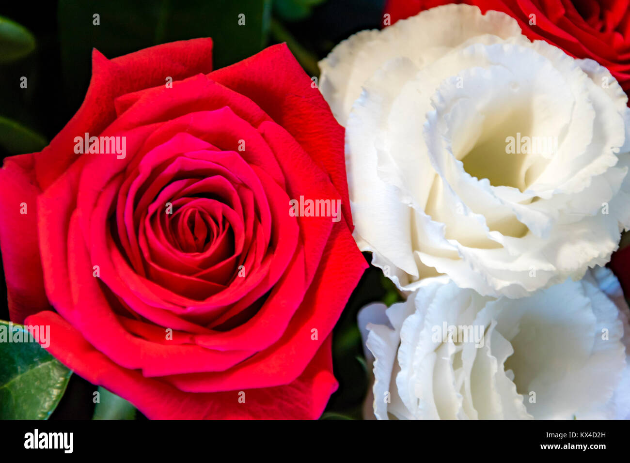 White red roses hi-res stock photography and images - Alamy