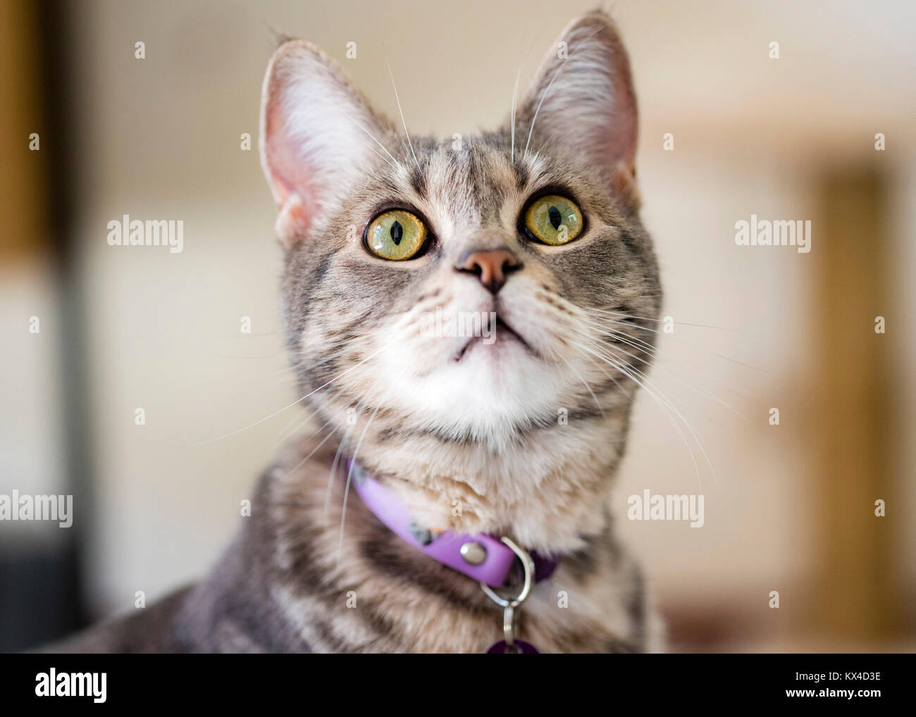 Gray striped cat closeup portrait. Grey tabby cat with green eyes looks up. Stock Photo