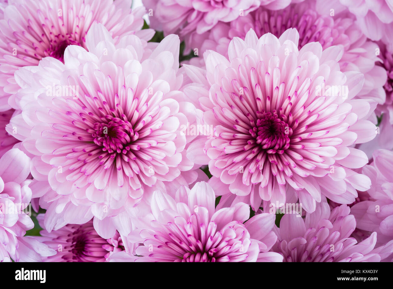 Pink chrysanthemum flowers, nature background Stock Photo