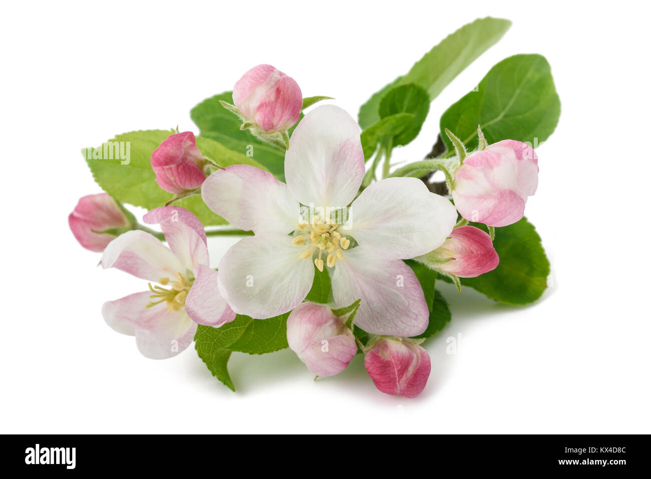 Apple Flowers with buds isolated on white background Stock Photo