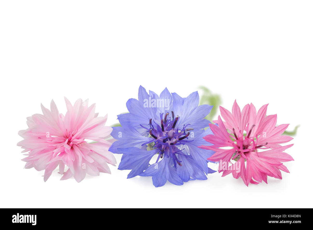 Blue and pink Cornflowers isolated on white Stock Photo