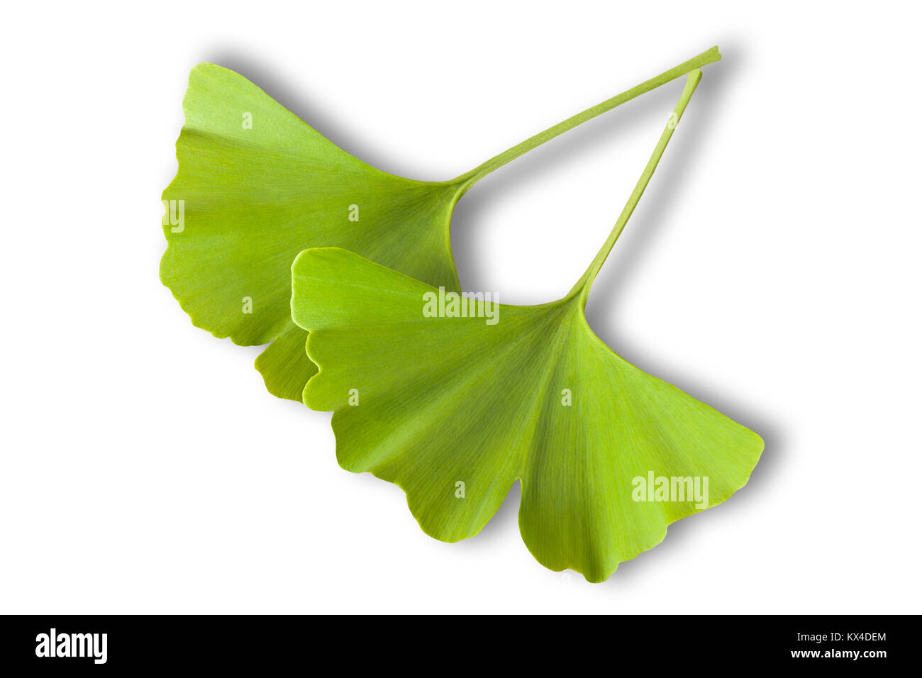 Ginkgo biloba leaves isolated on white background Stock Photo