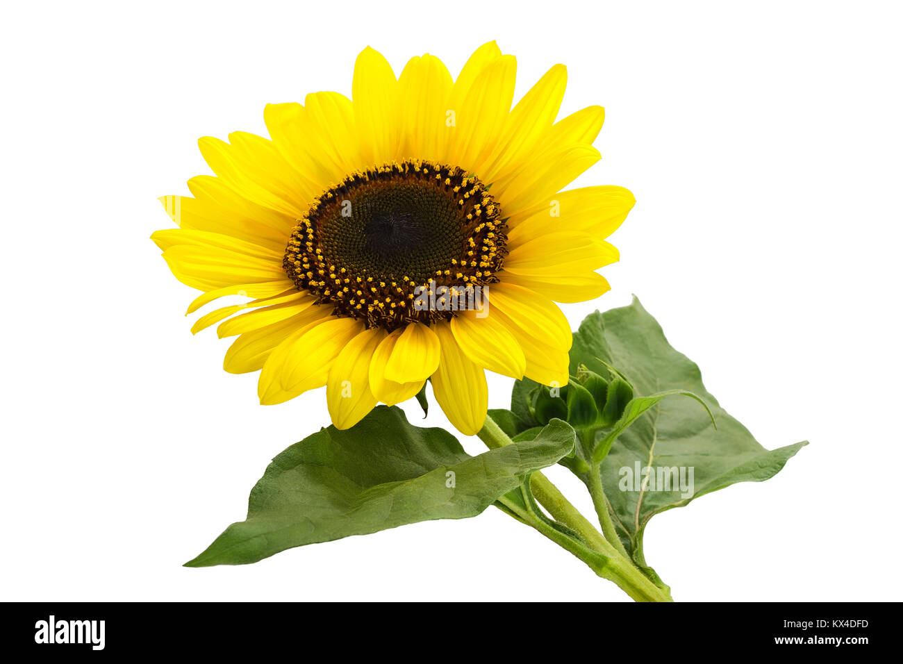 sunflower plant isolated on white background Stock Photo - Alamy