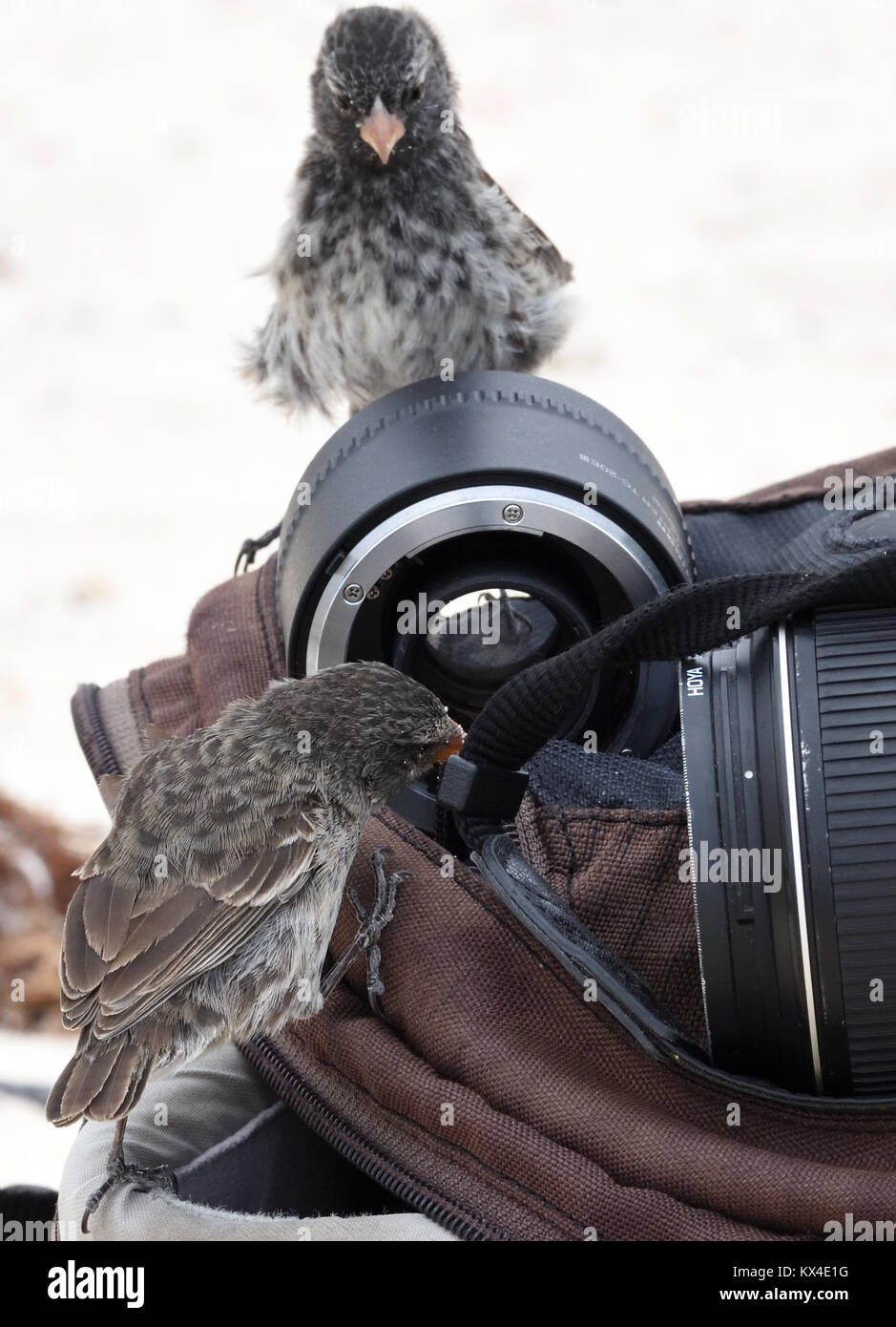 Female medium ground finches (Geospiza fortis) investigate a camera bag. This species is endemic to Galapagos. San Cristóbal, Galapagos, Ecuador. Stock Photo