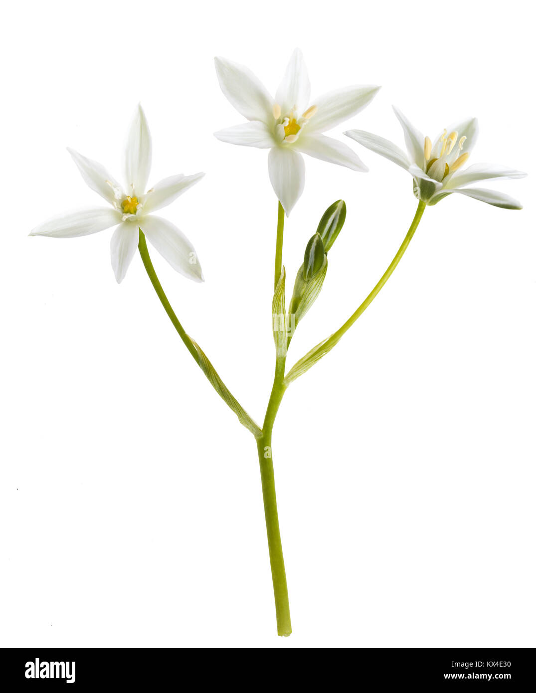 White Grass Lily (Ornithogalum umbellatum) Flowers on White Background Stock Photo