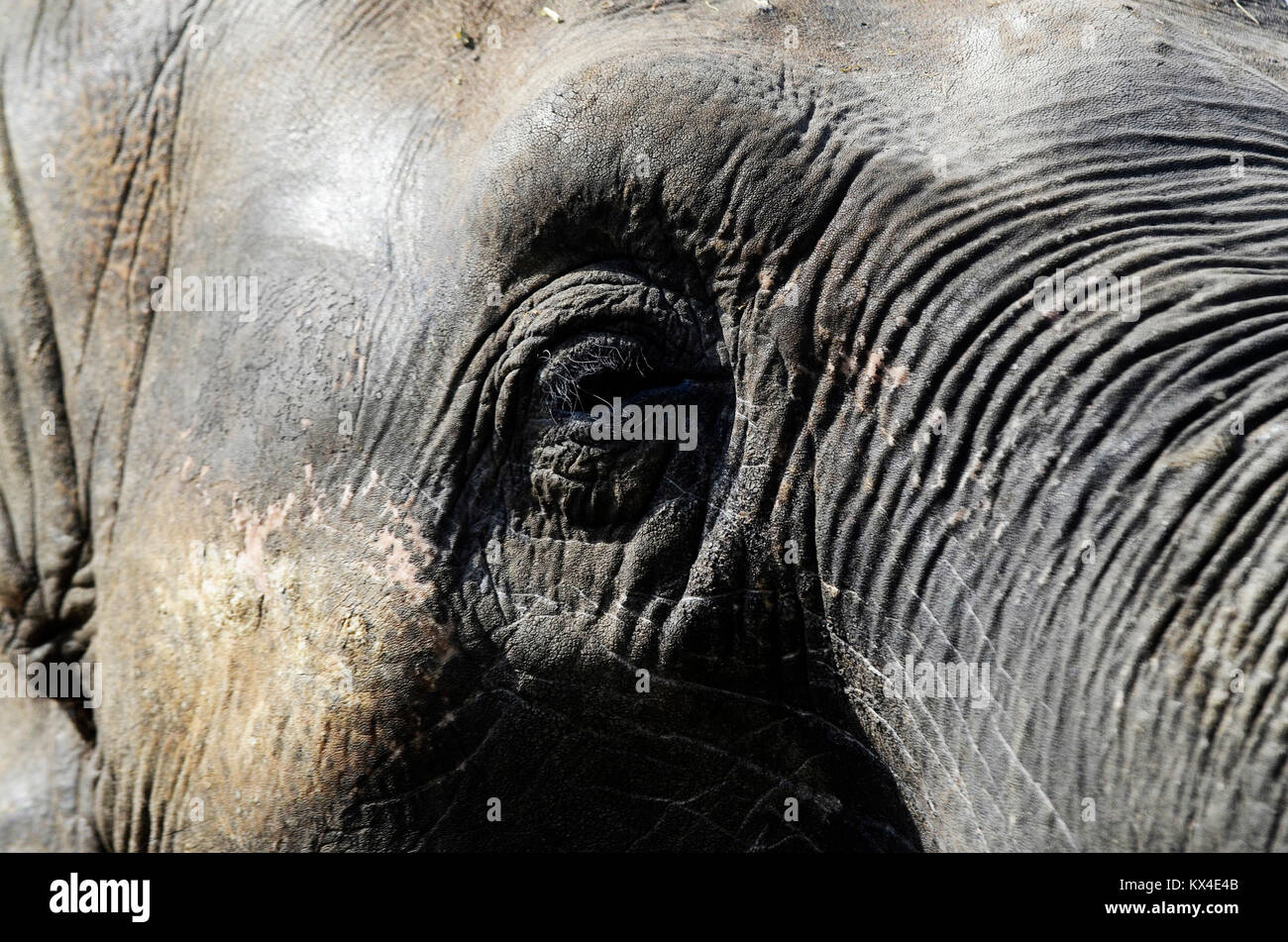 Elephant in the zoo Stock Photo