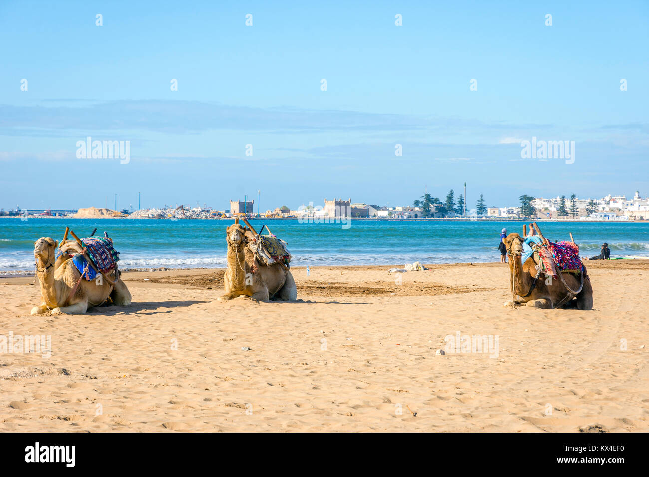 Camels lying on the sandy beach by the sea in Essaouira beach, Morocco Stock Photo