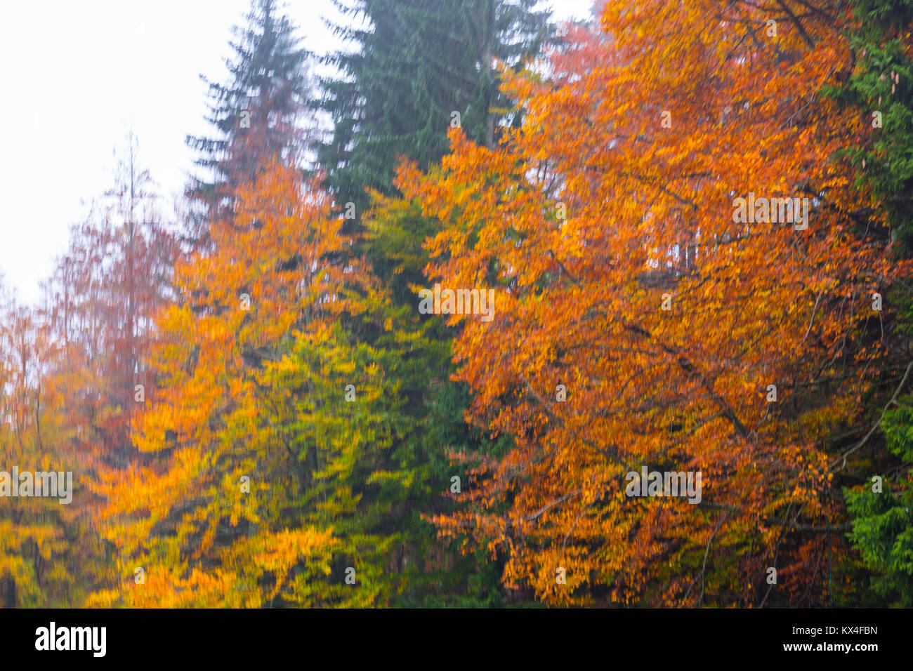 Beech forest in autumn, Ilirska Bistrica, Green Karst, Slovenia, Europe ...