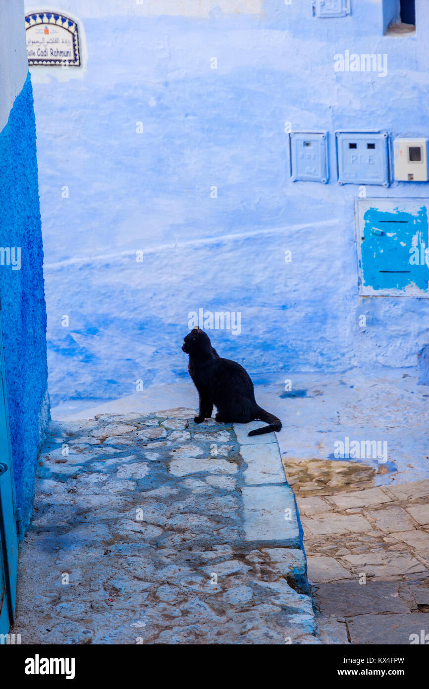 Black cat sitting on the corner of the street in blue town, Chefchaouen, Morocco Stock Photo