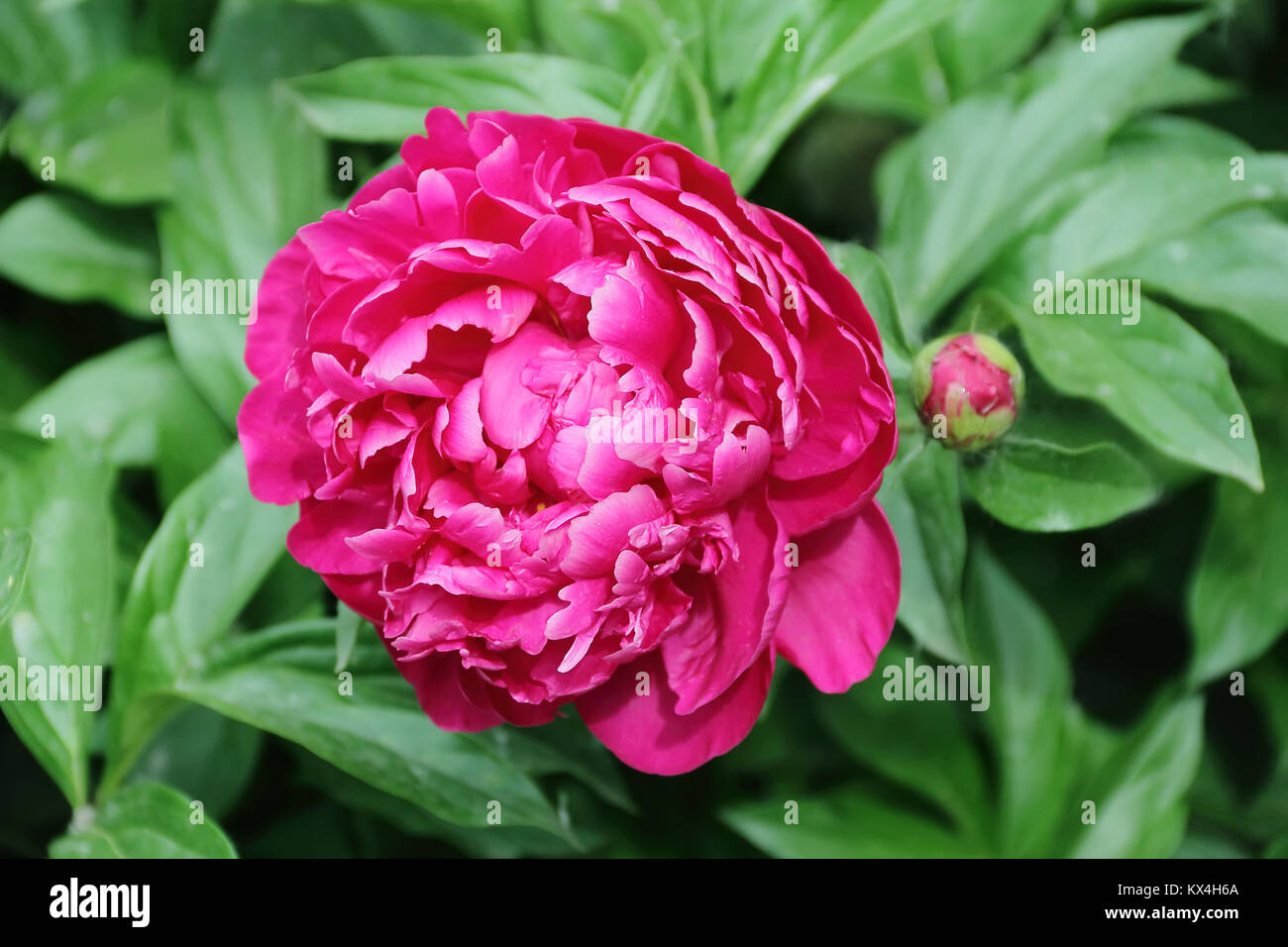 Image of pink peony on green background Stock Photo - Alamy